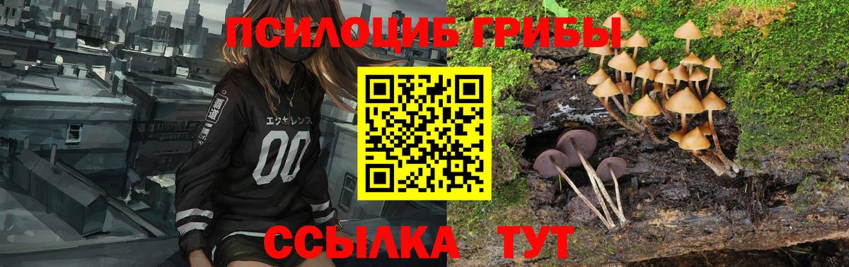 Галлюциногенные грибы Psilocybine cubensis Свободный